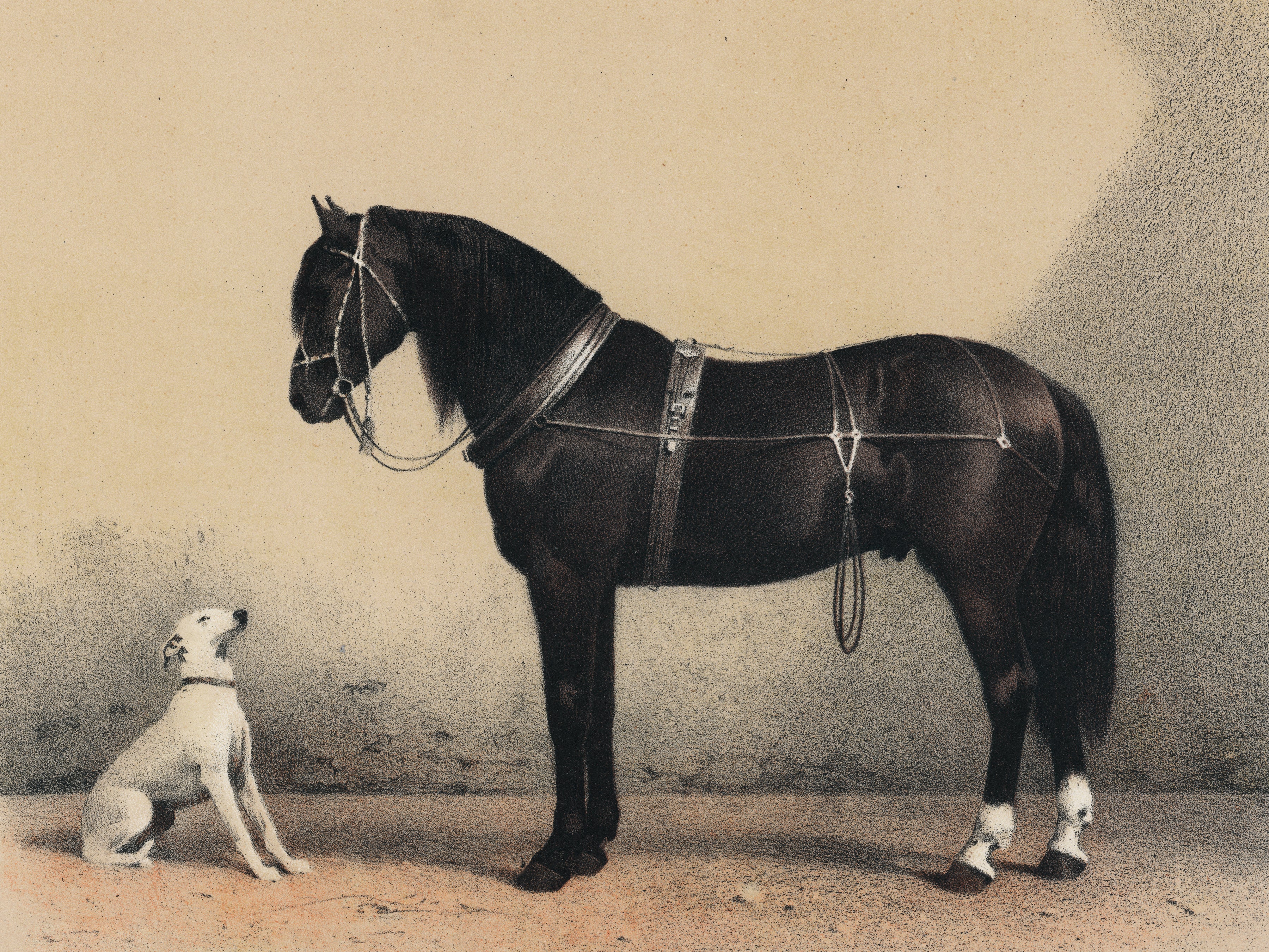 HORSE + DOG | VINTAGE PRINT